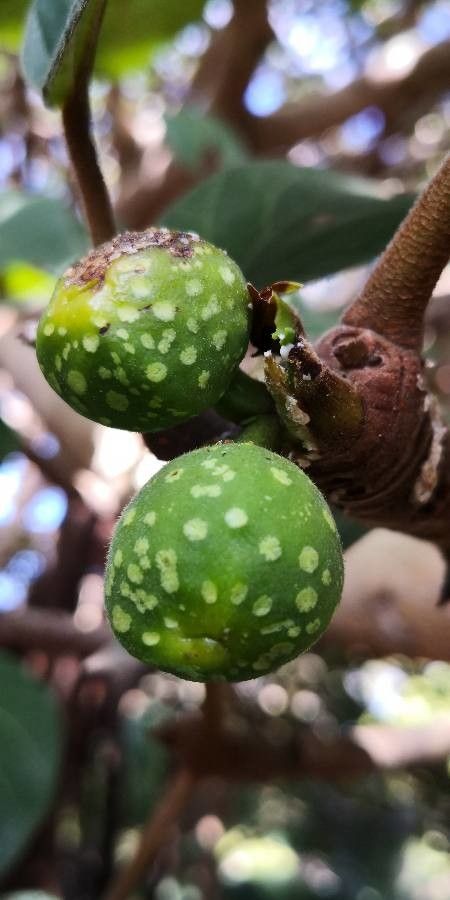 Ficus vasta fruit