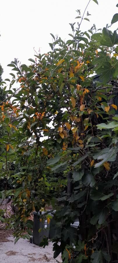 Lonicera hildebrandtiana habit