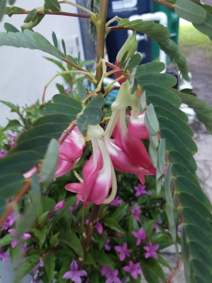 Sesbania grandiflora flower