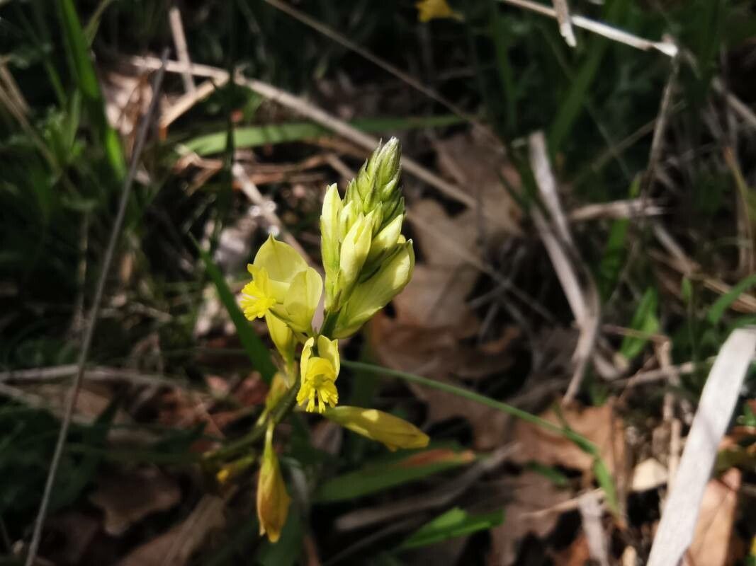 Polygala flavescens flower