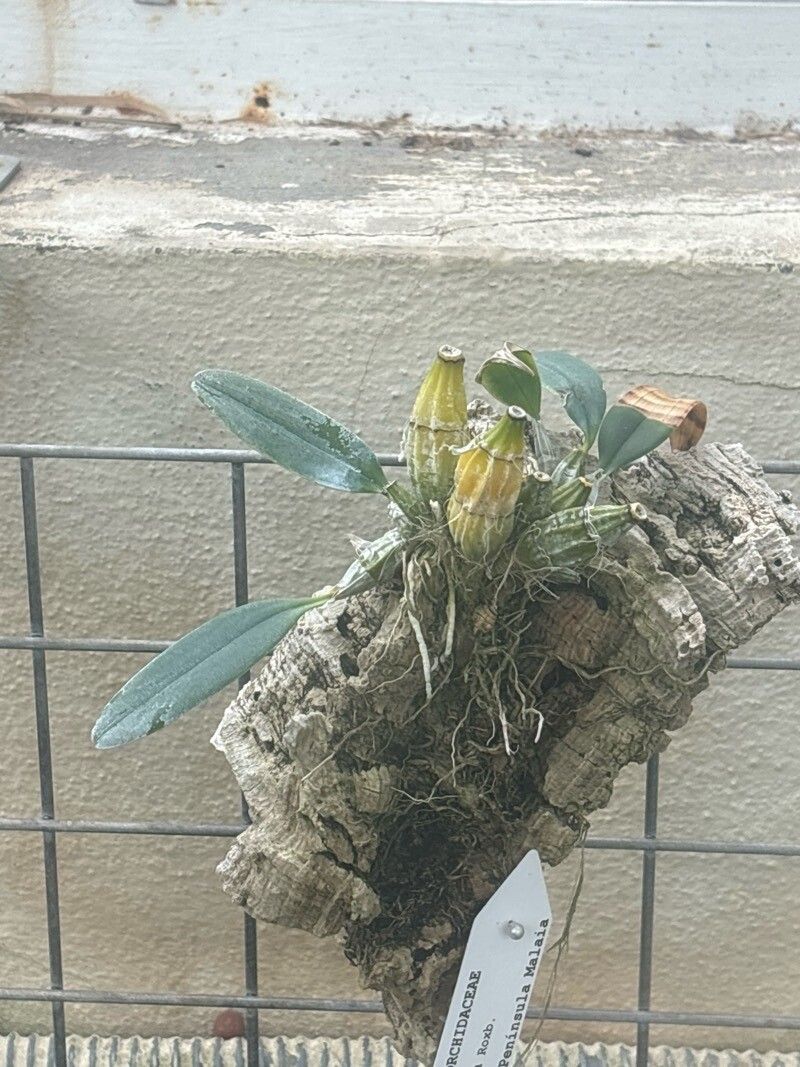 Maxillaria aggregata — related species from the same genus