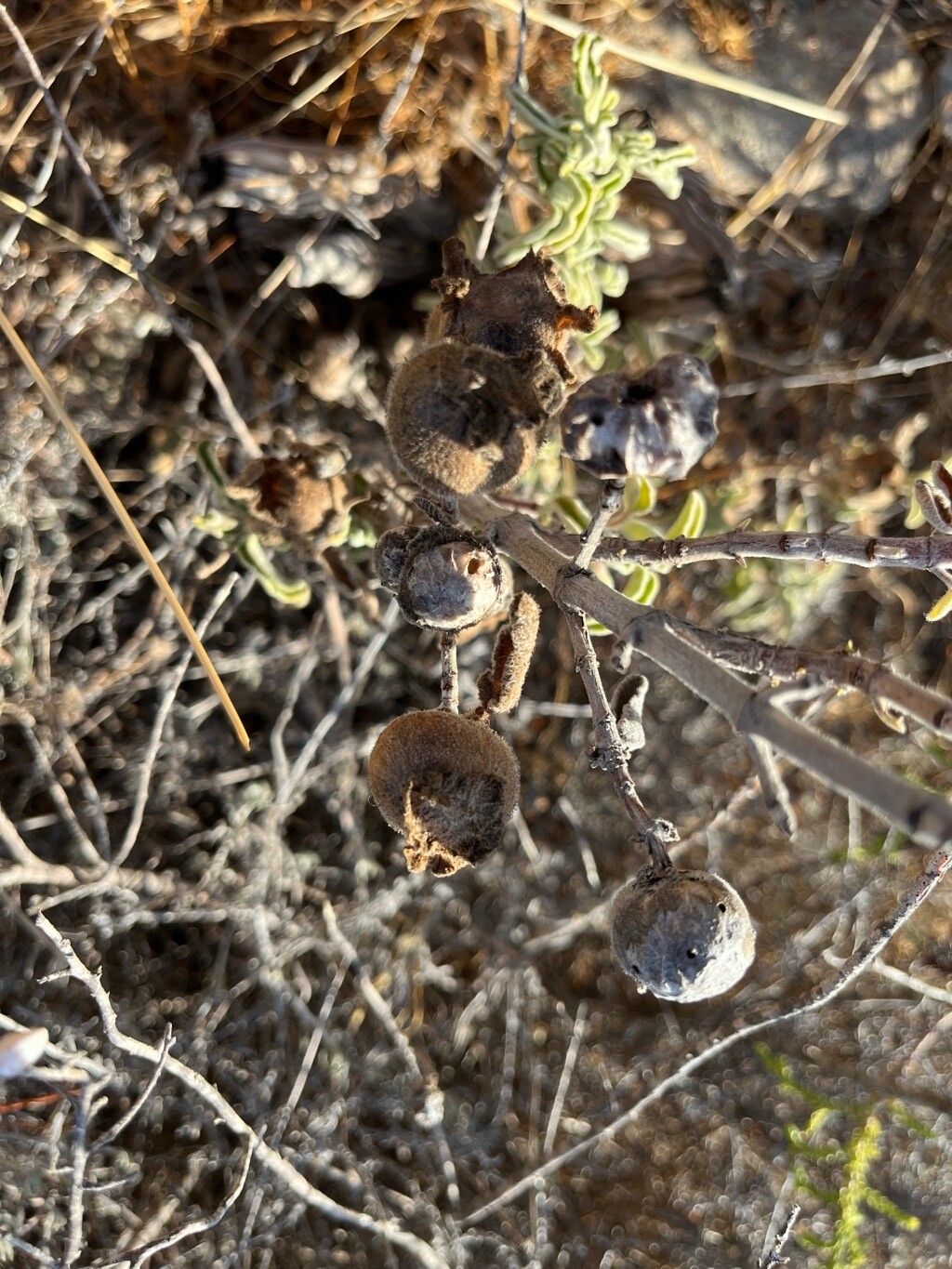 Salvia fruticosa fruit