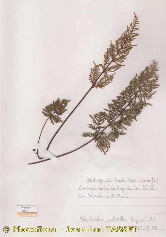 Allosorus fragilis — related species from the same genus