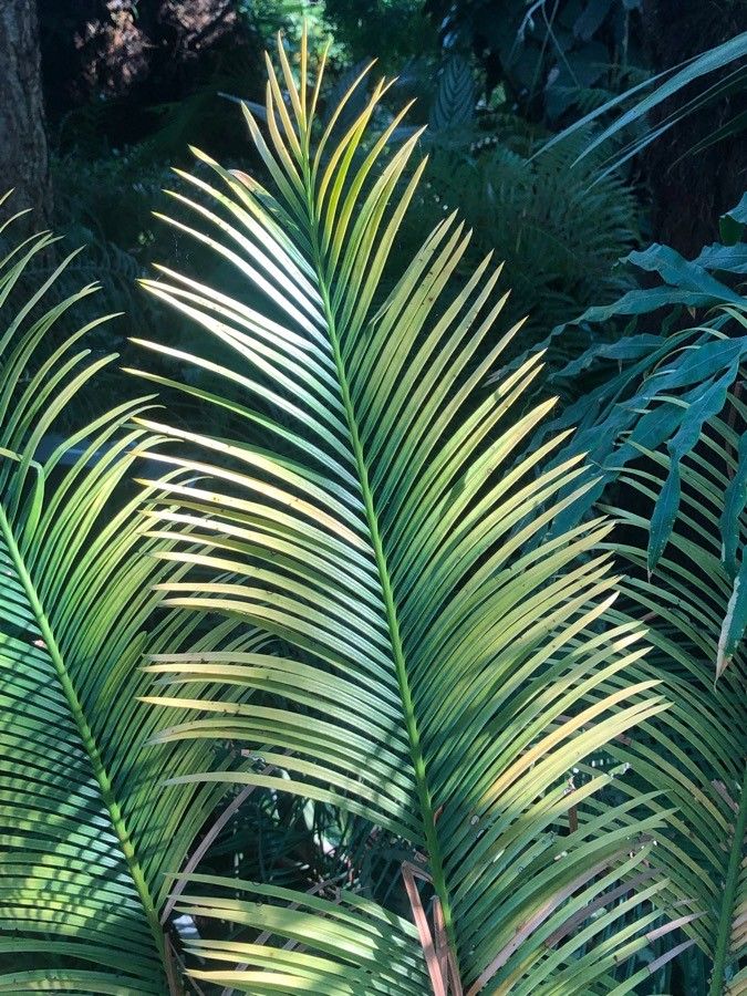 Cycas panzhihuaensis leaf