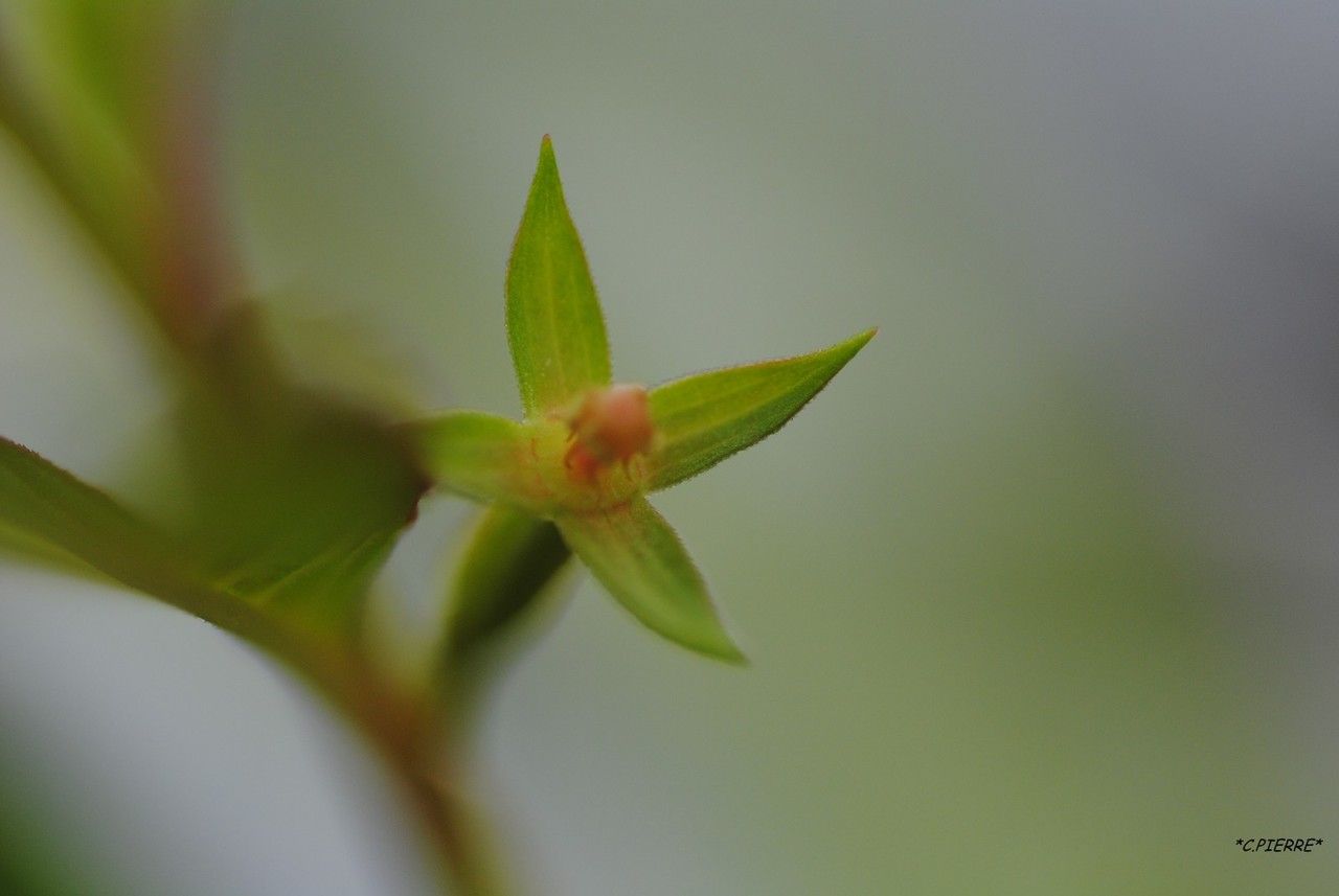 Ludwigia erecta fruit