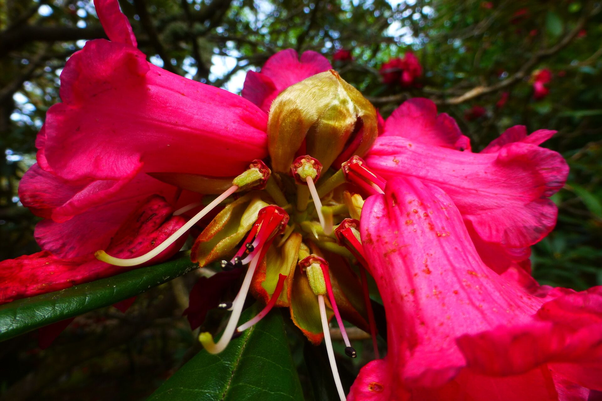 Rhododendron lanigerum flower