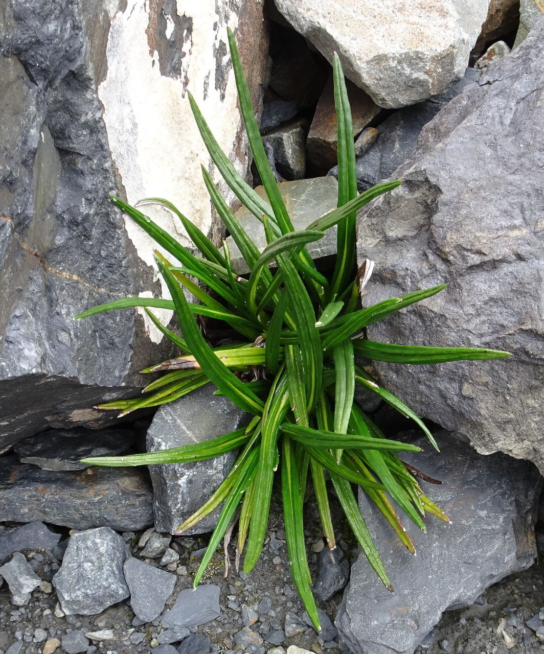 Senecio comosus habit