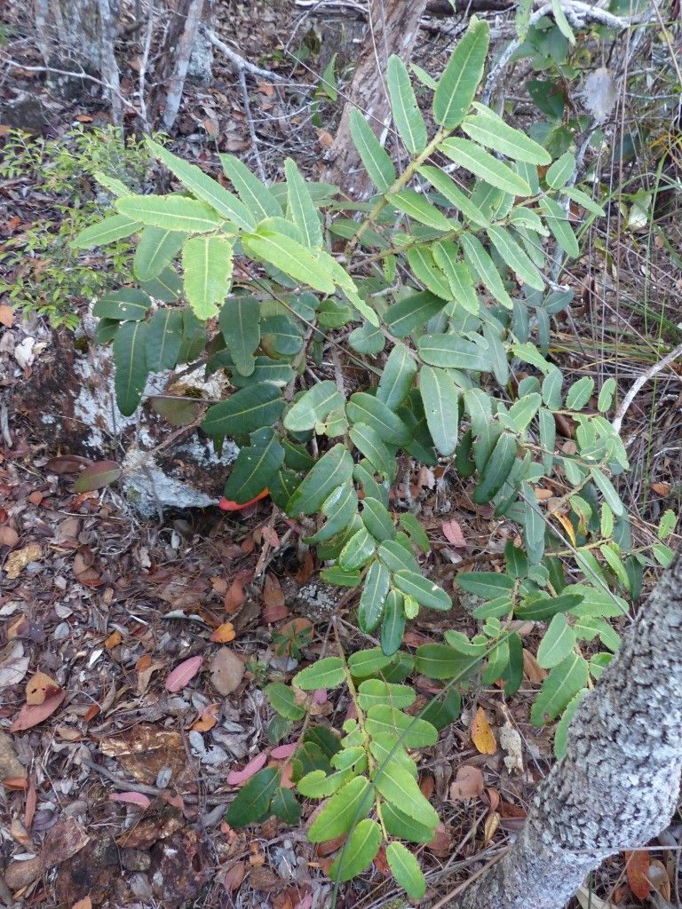 Phyllanthus pterocladus habit