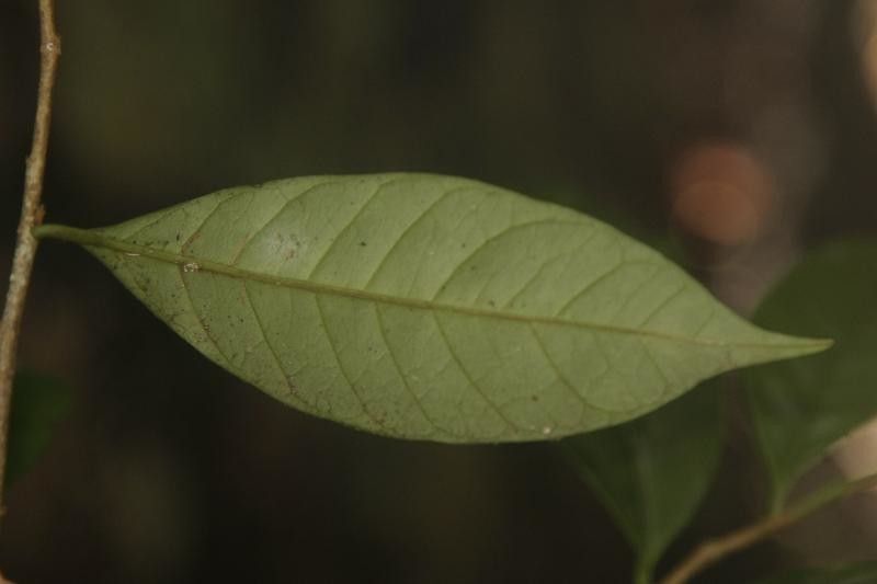 Chrysophyllum sparsiflorum bark