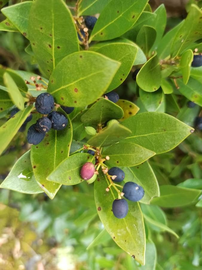 Picconia azorica fruit
