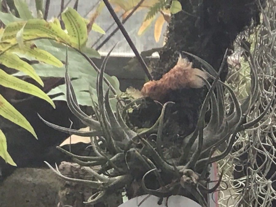 Tillandsia pruinosa leaf