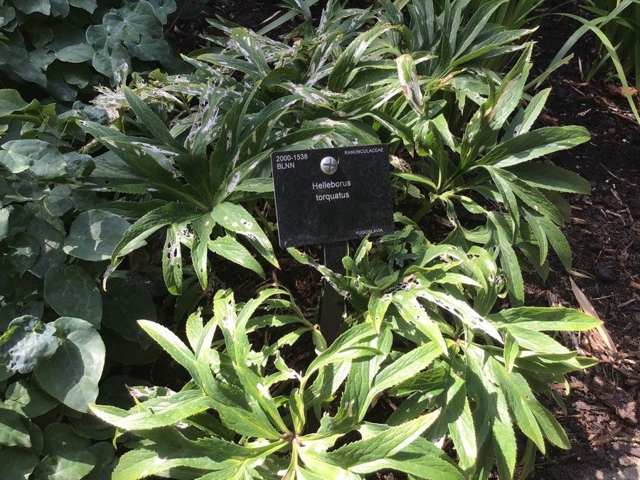 Helleborus multifidus — search result for 'Helleborus'