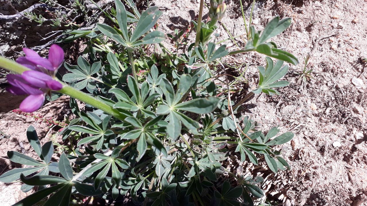 Lupinus hispanicus leaf