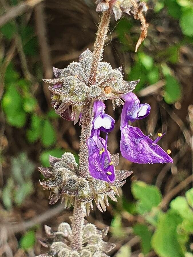 Plectranthus comosus flower
