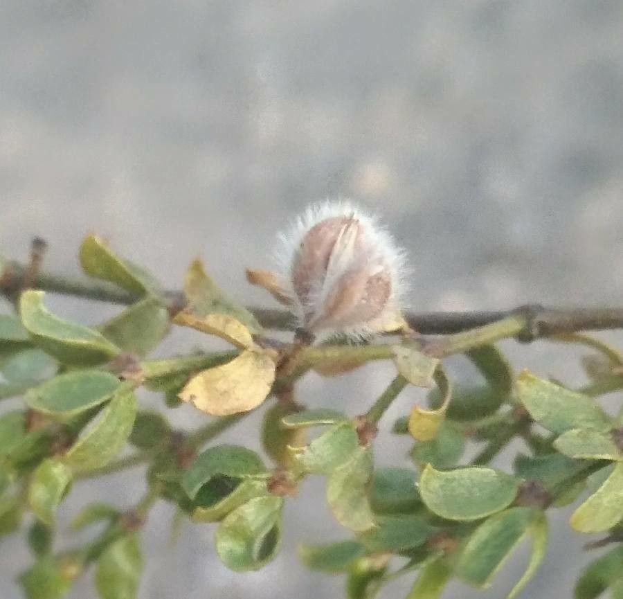 Larrea tridentata fruit