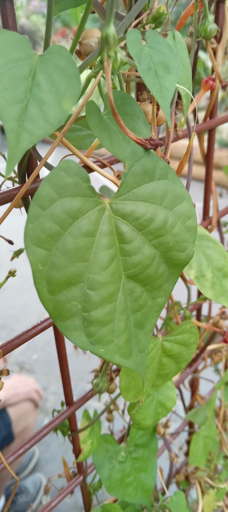 Ipomoea hederifolia leaf