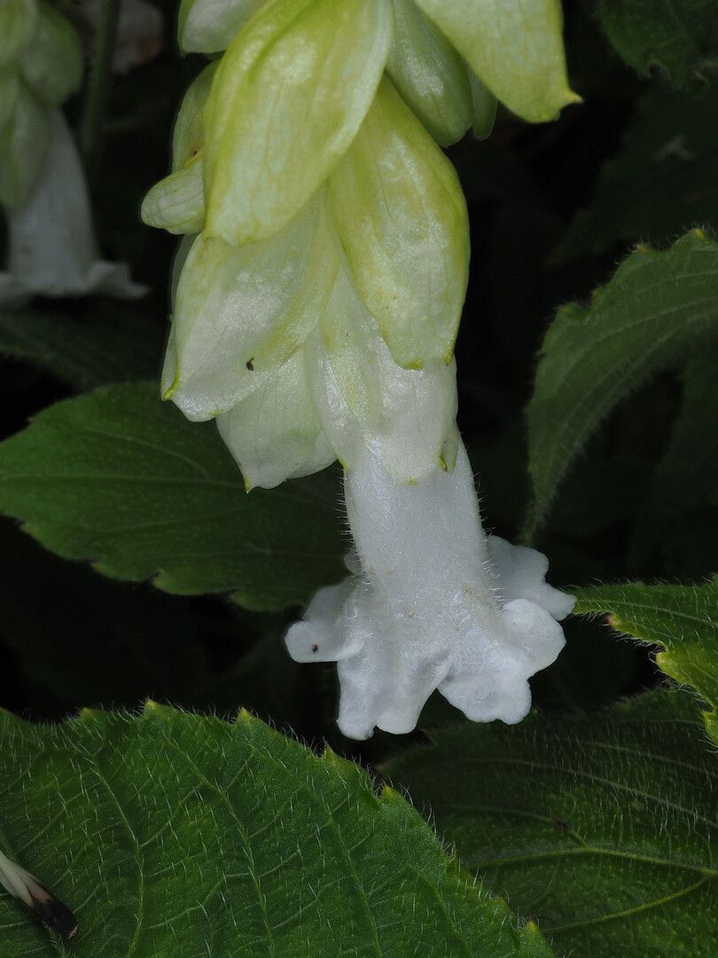 Strobilanthes nutans flower
