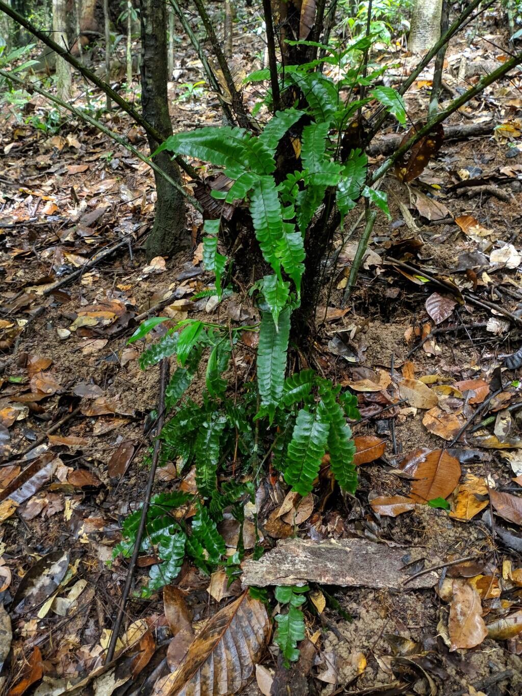 Lindsaea lancea leaf