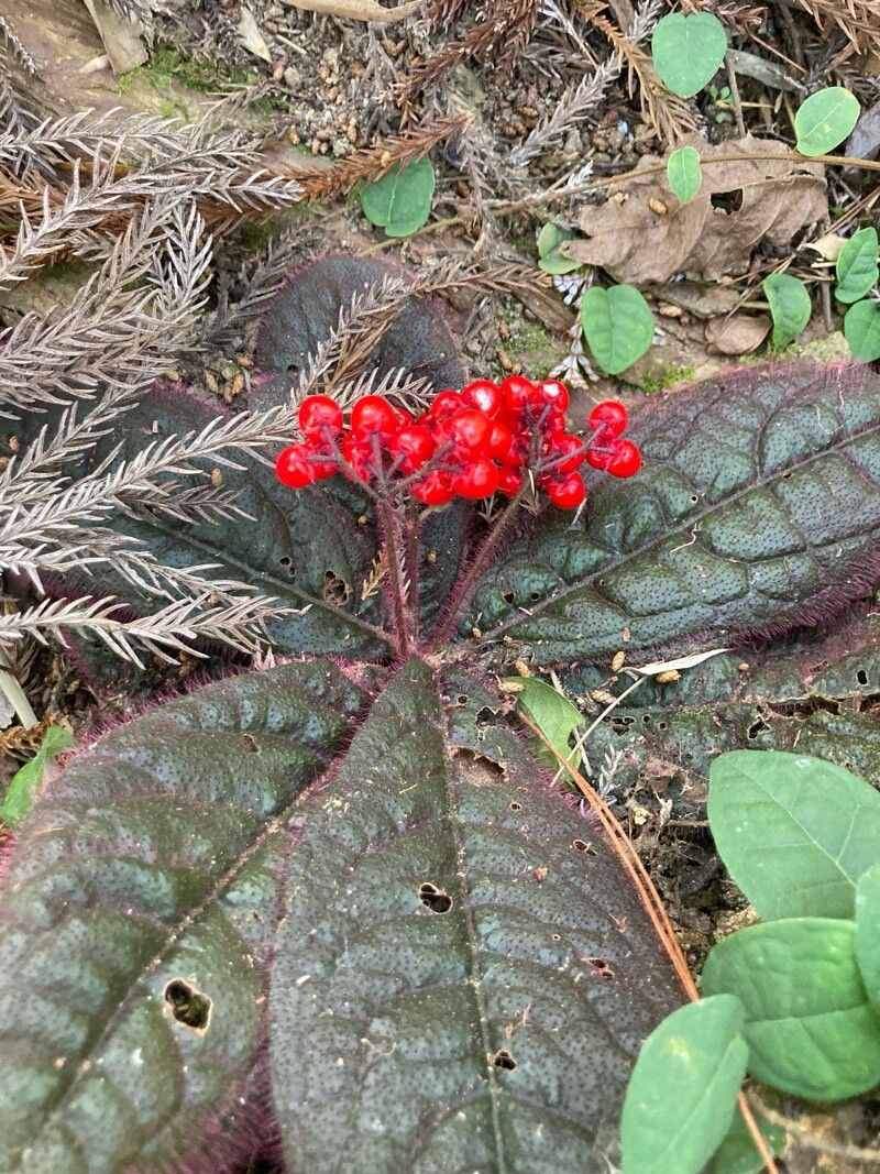 Ardisia primulifolia — search result for 'Ardisia'