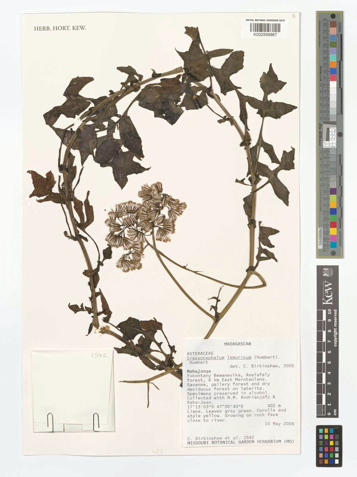 Crassocephalum lemuricum — related species from the same genus