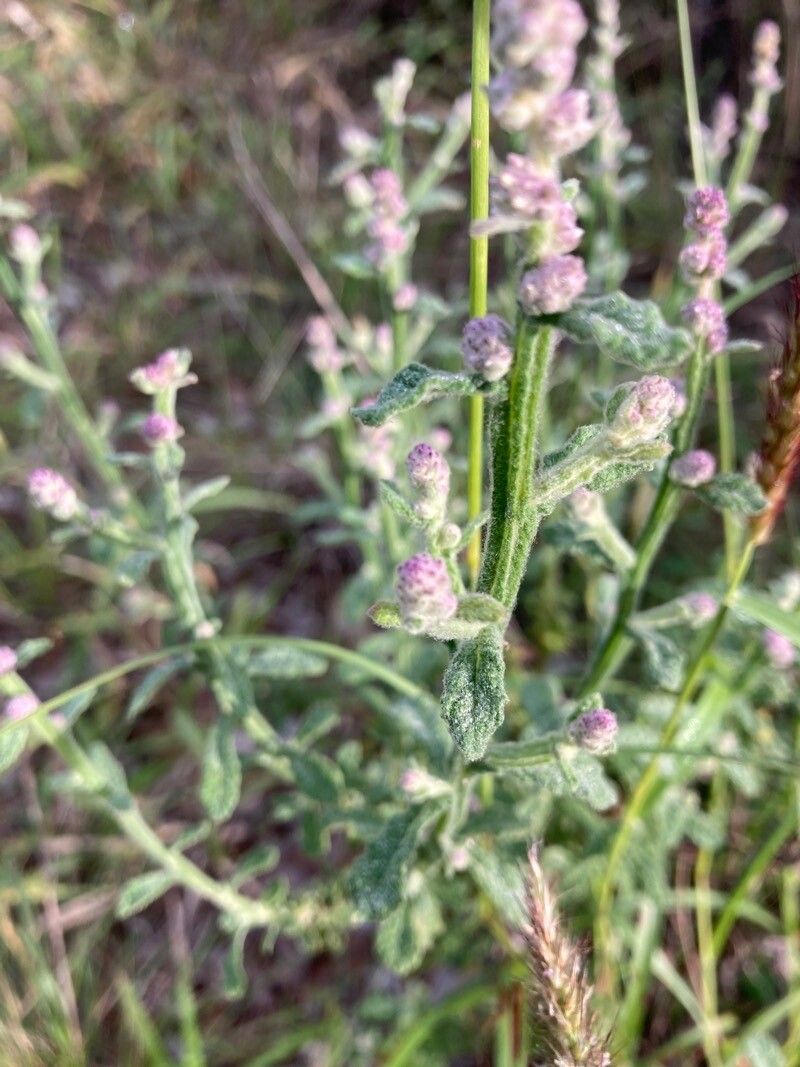 Pterocaulon sphacelatum — houseplant care guide