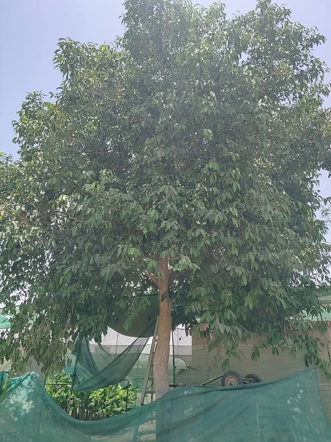 Eugenia jambosoides bark