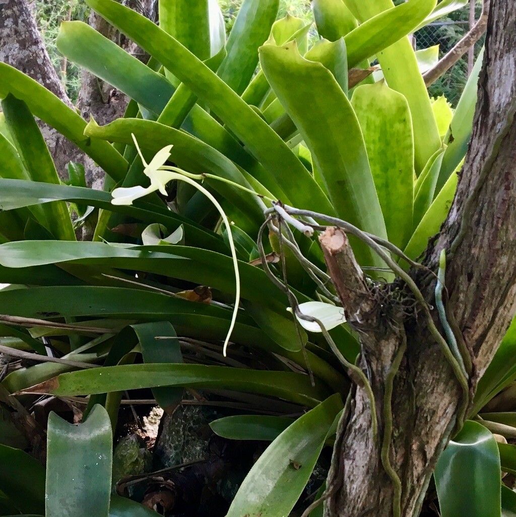 Dendrophylax fawcettii flower