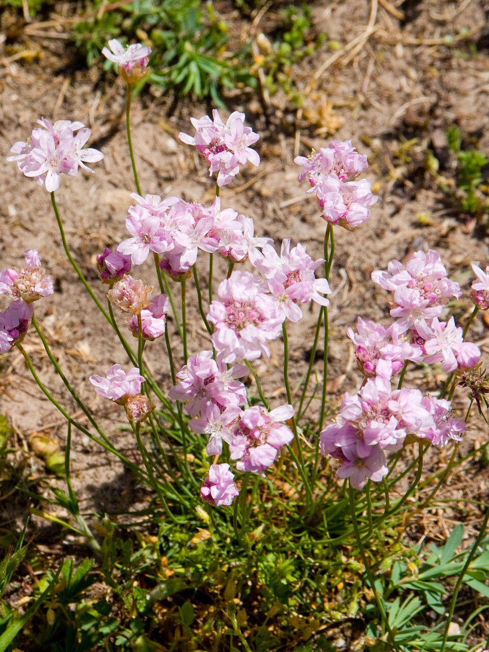 Armeria girardii flower
