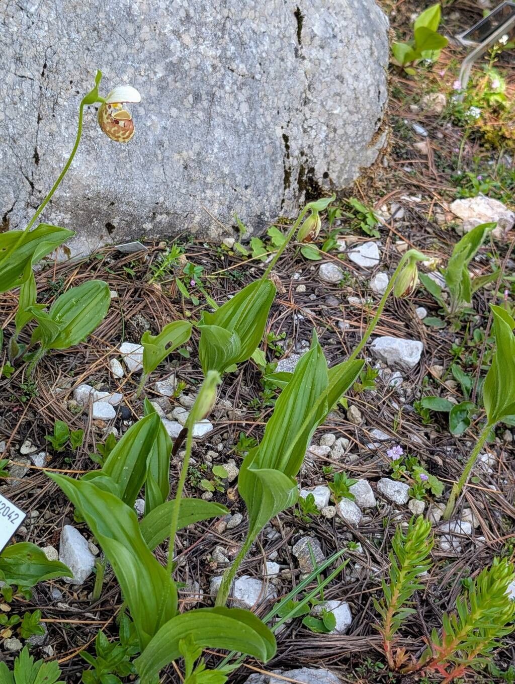 Cypripedium × alaskanum habit