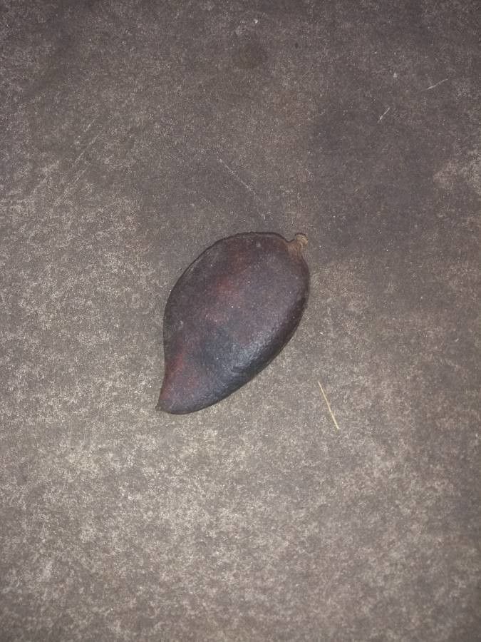 Caesalpinia leiostachya fruit