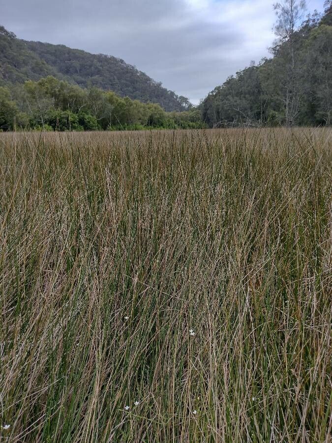 Samolus repens habit