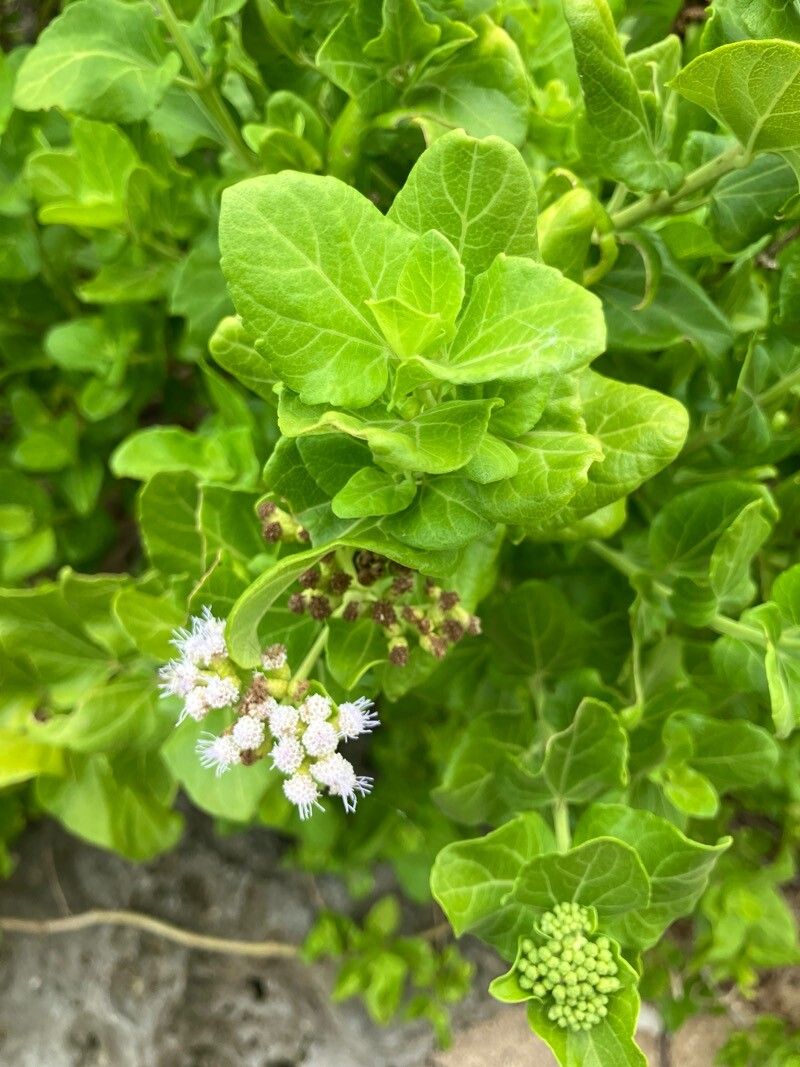 Chromolaena integrifolia flower