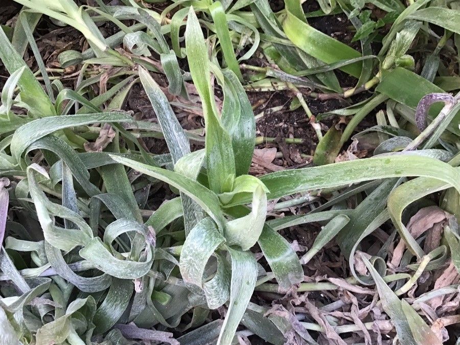 Cyanotis robusta — houseplant care guide