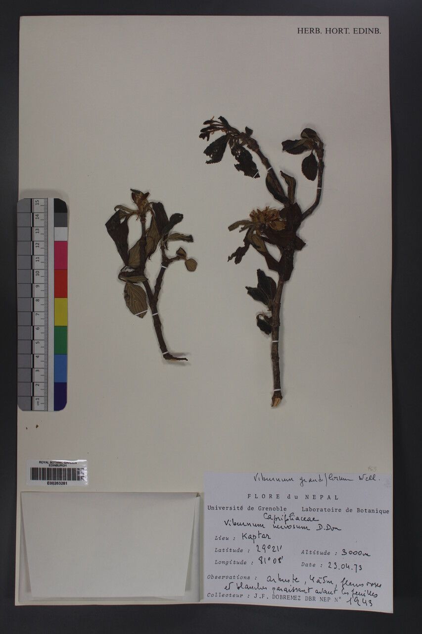 Viburnum nervosum other