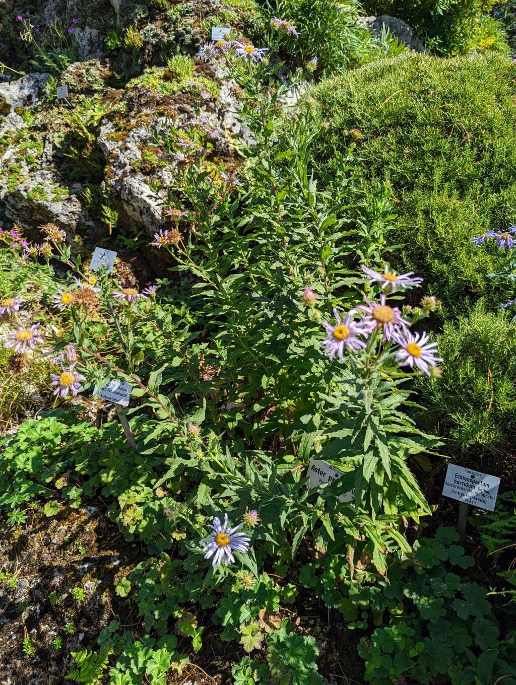 Aster pyrenaeus habit