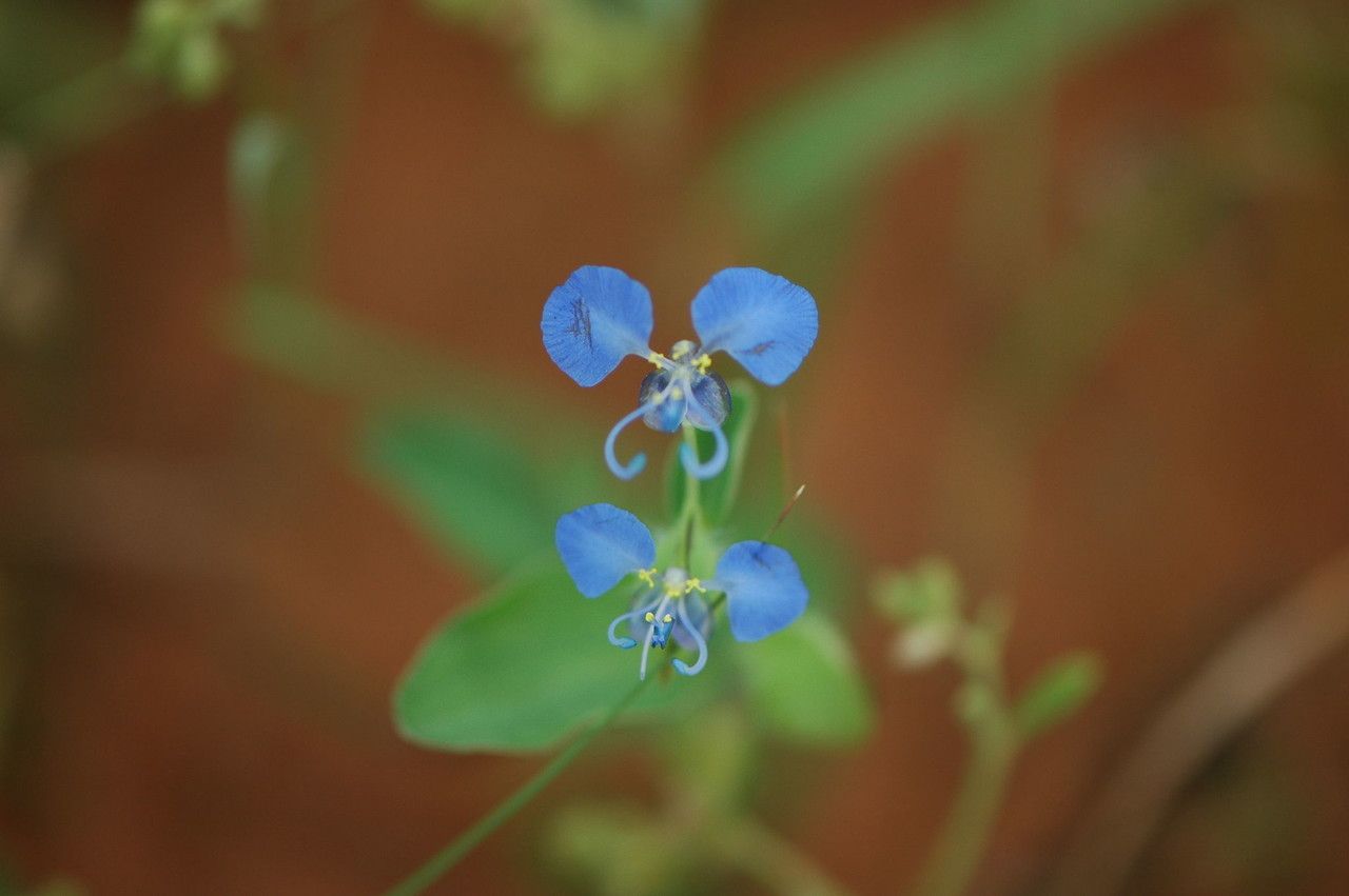Commelina forskaolii habit
