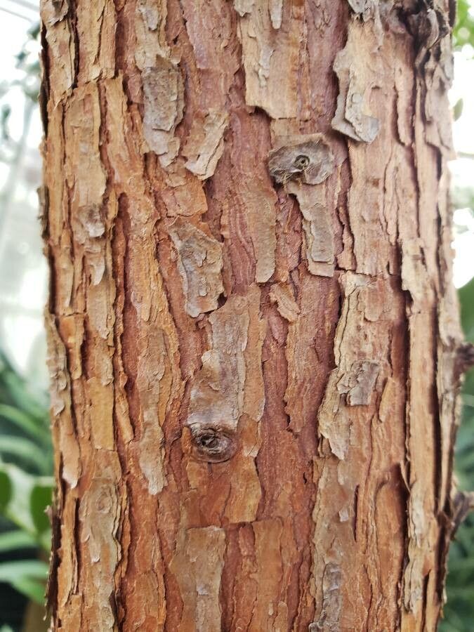 Widdringtonia wallichii bark