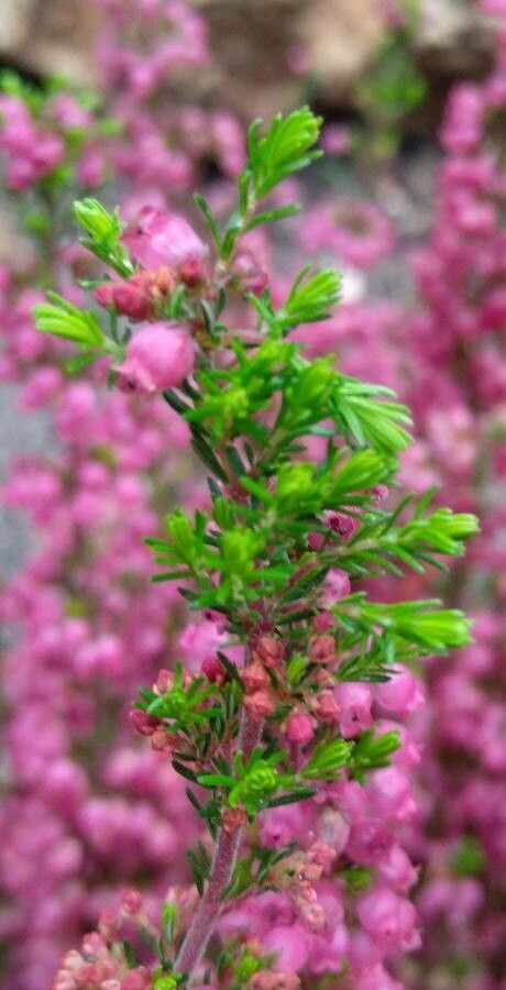 Erica gracilis — search result for 'Erica'