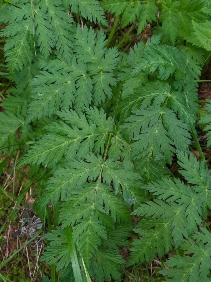 Chaerophyllum villarsii leaf