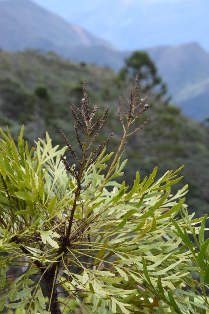Beauprea pancheri habit