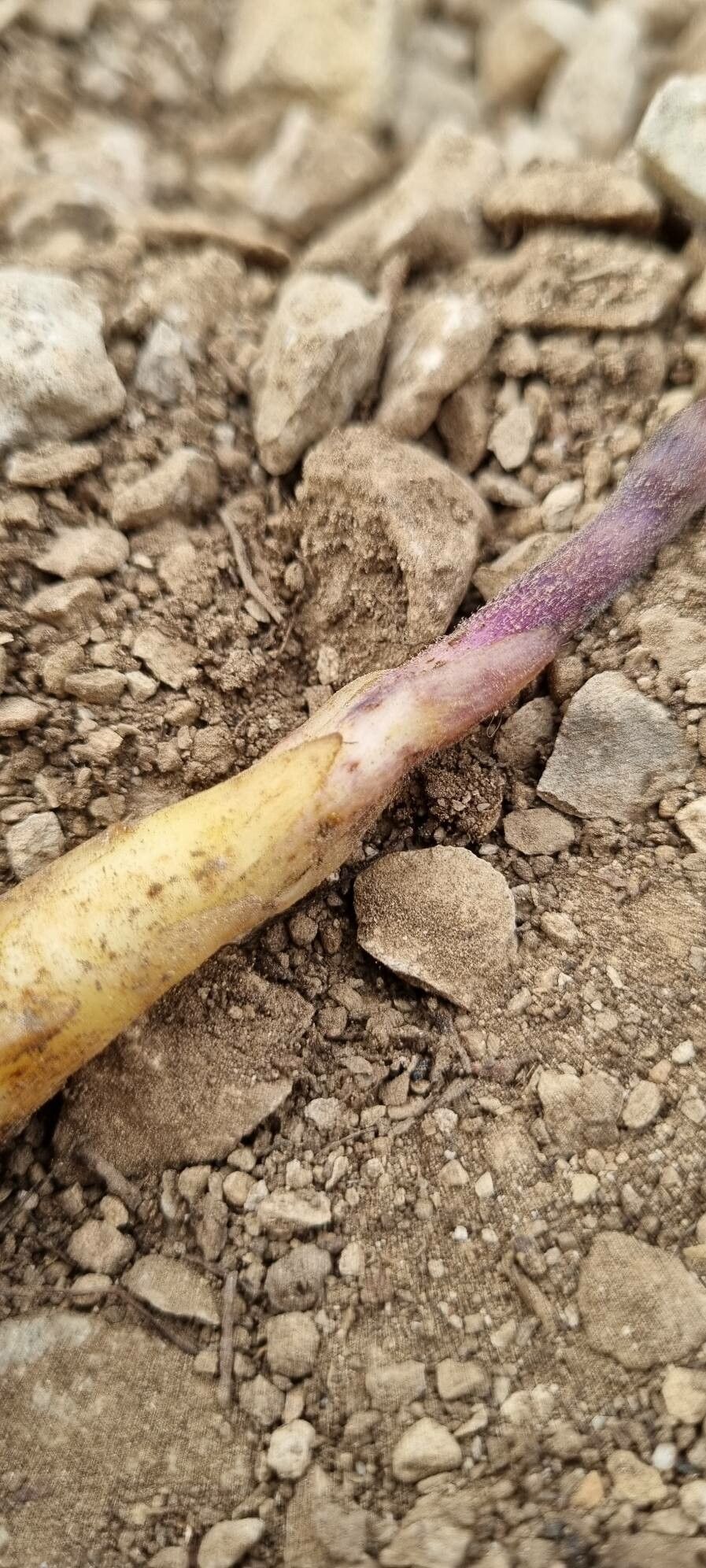 Orobanche rosmarina — houseplant care guide