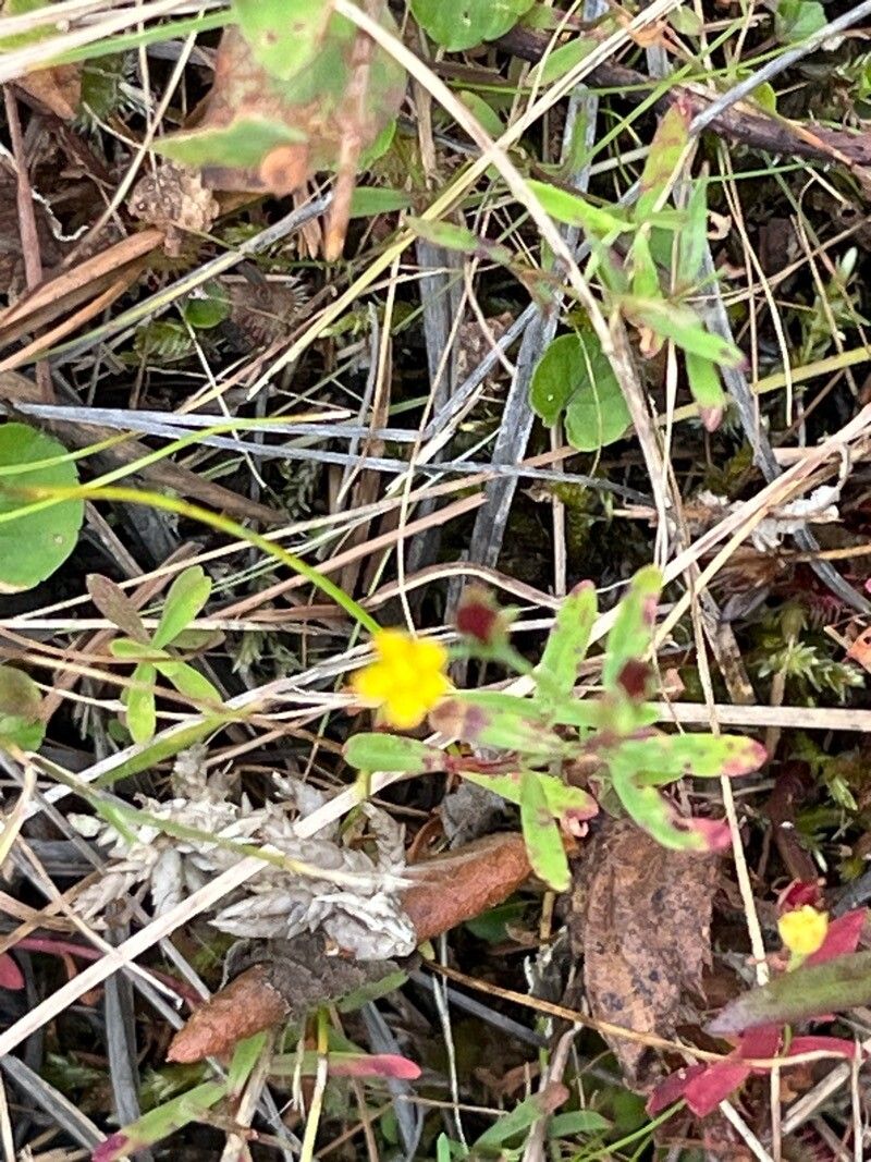 Hypericum canadense flower