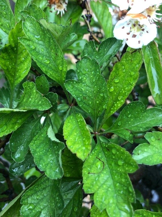 Crataegus cuneata — pet friendly houseplant