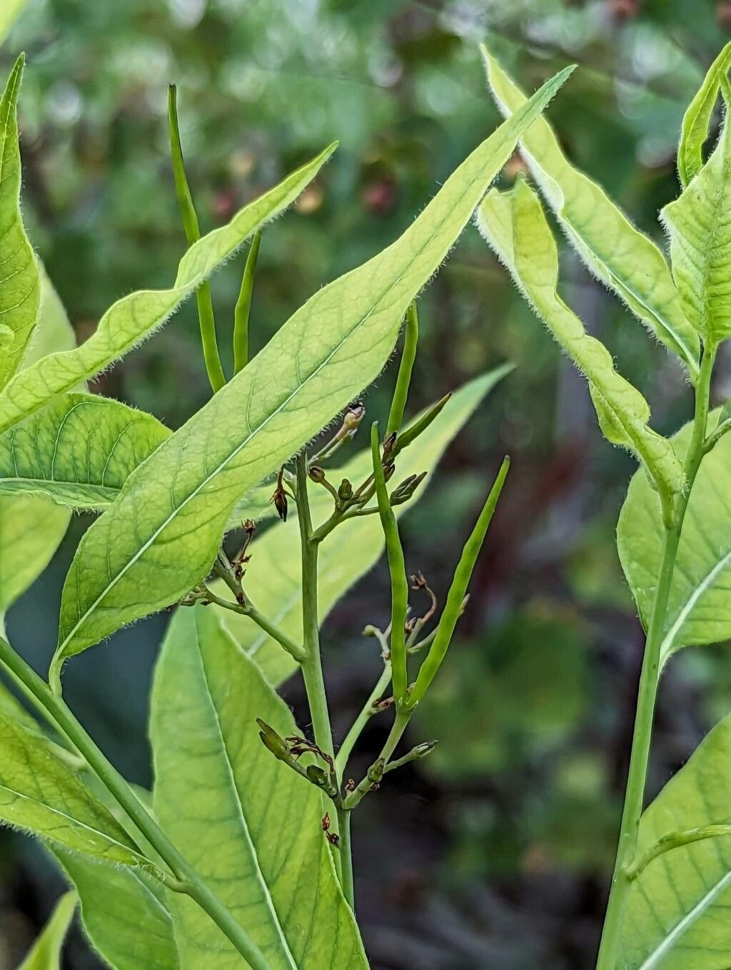 Amsonia elliptica fruit