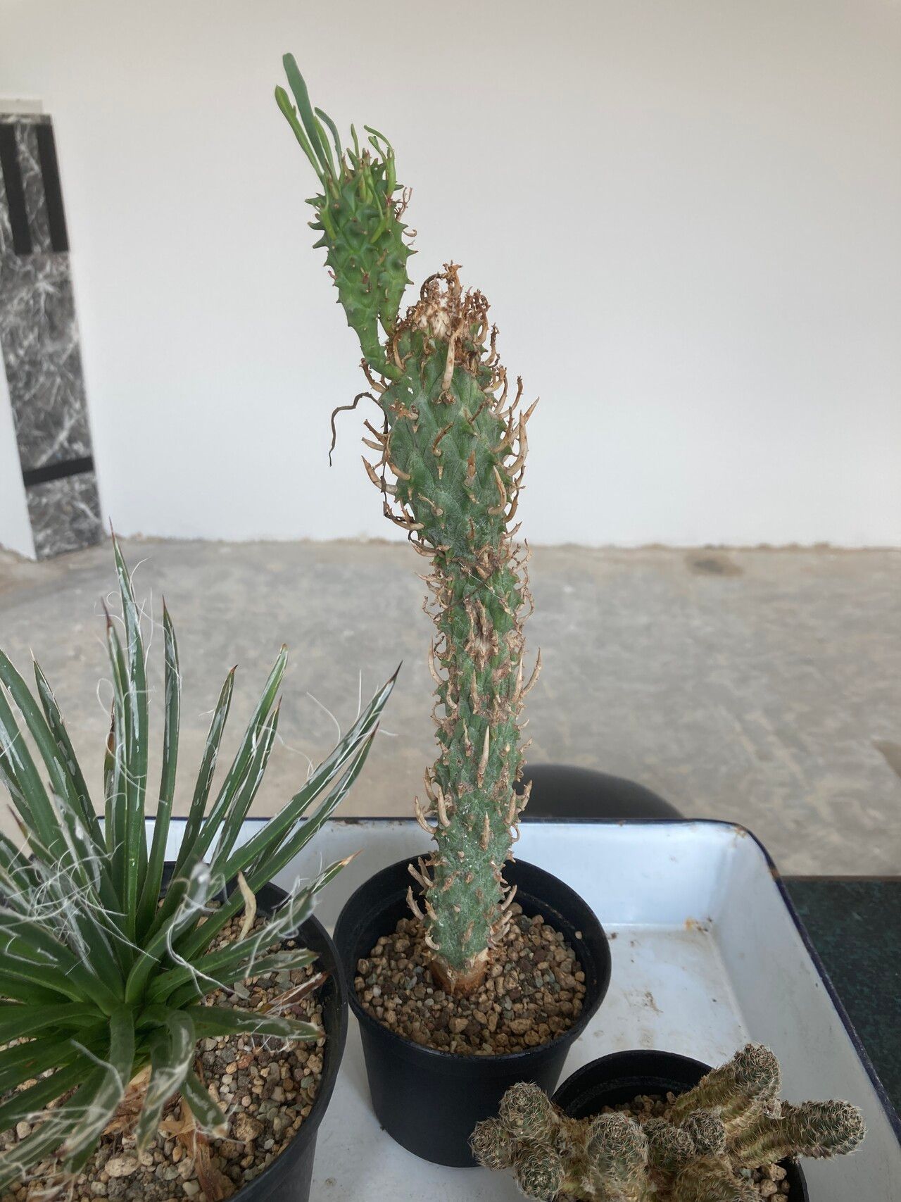 Euphorbia schoenlandii bark