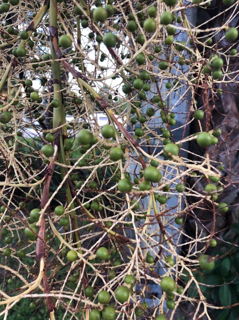 Sabal palmetto fruit