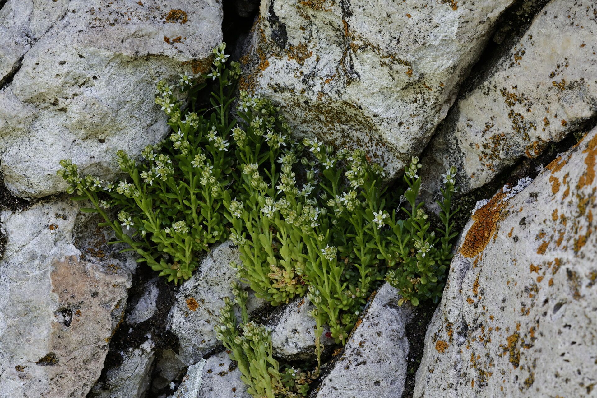 Sedum magellense flower