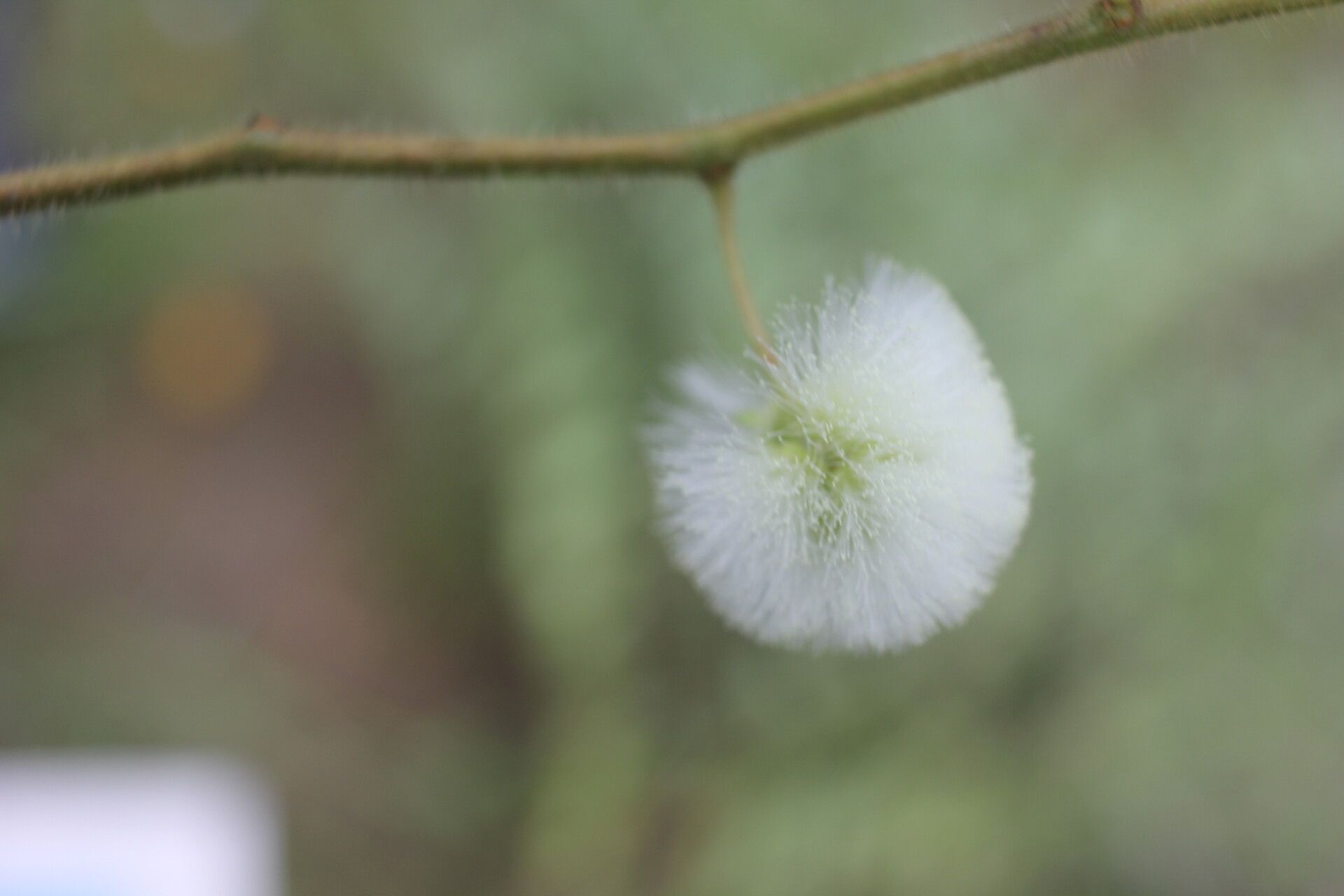 Acaciella villosa fruit