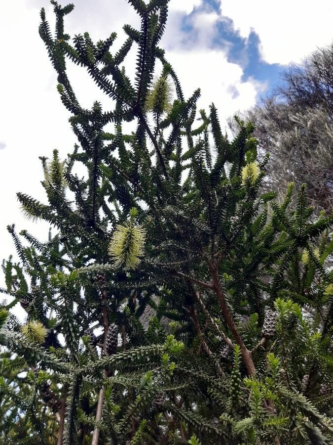Melaleuca diosmifolia flower