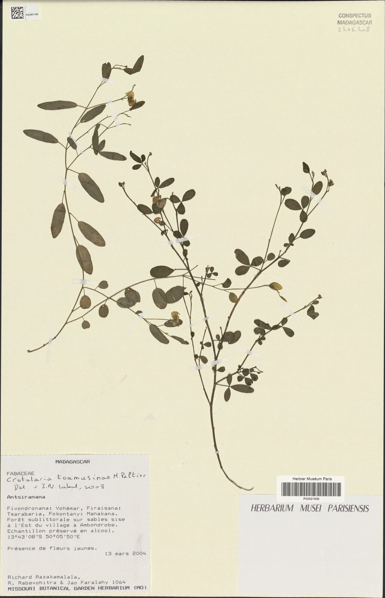 Crotalaria toamasinae — houseplant care guide